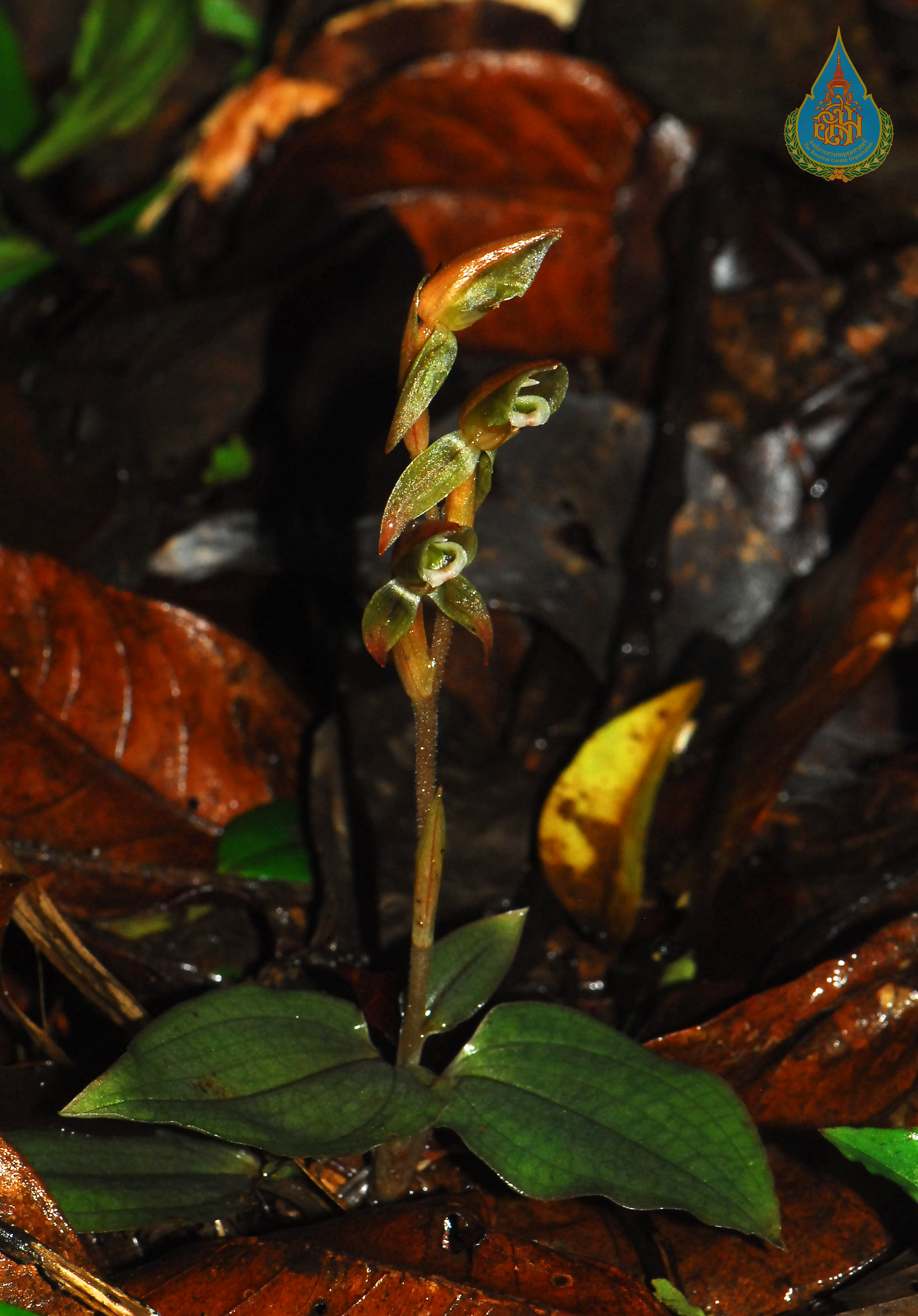 เอื้องดินดอกหม่น Goodyera viridiflora (Blume) Blume<br/>ORCHIDACEAE